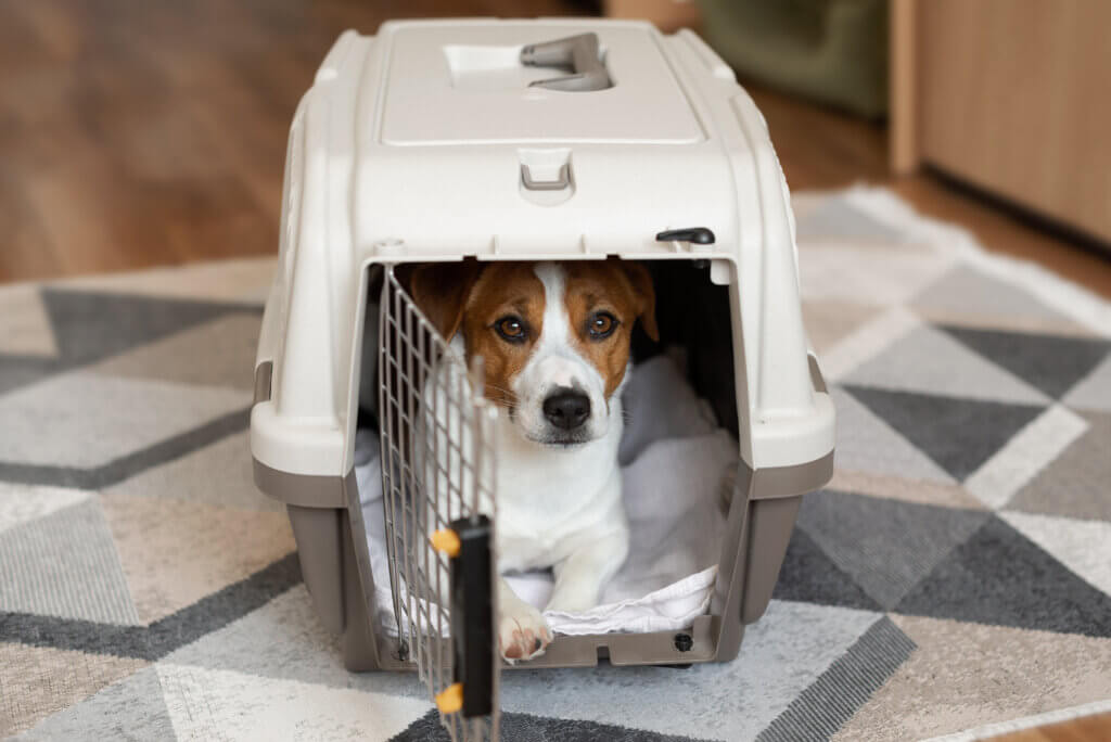 Adorable Jack russell terrier puppy inside an open travel carrier box for animals in a neutral interior. Relocation and pet transportation concept