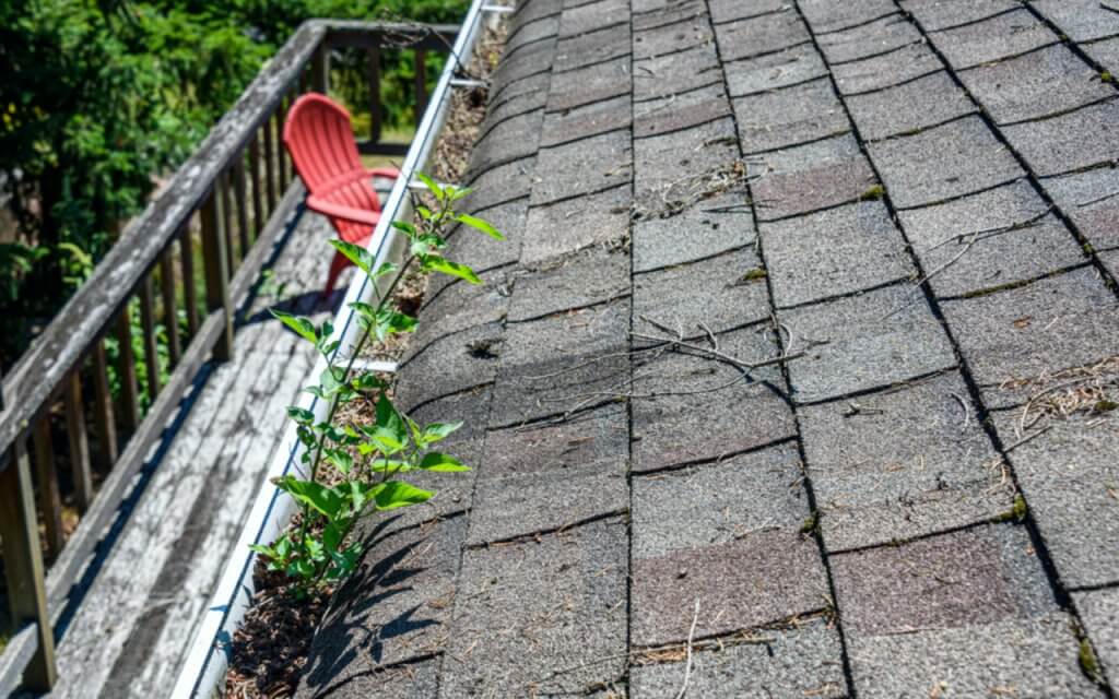 Gutter filled with plants and roof covered in moss.