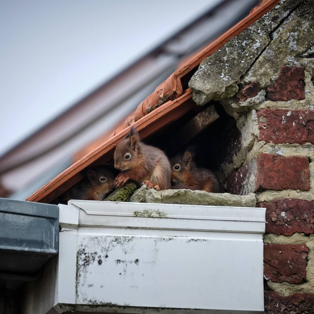 Squirrels sitting on the roof.