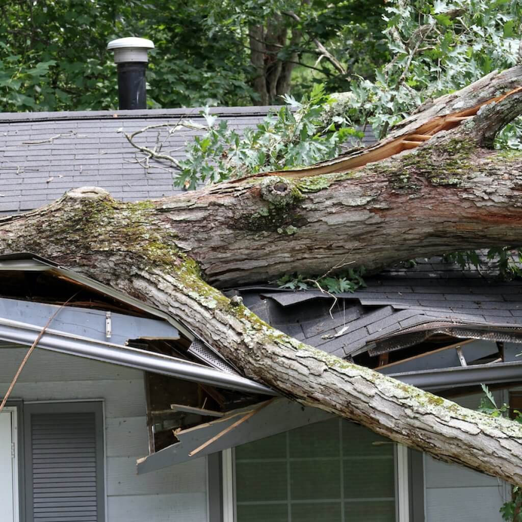 Roof damaged by a fallen tree overhead.