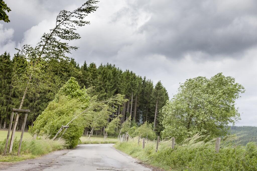Trees bending in the wind due to strong gusts.